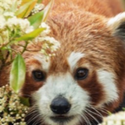 23 lots de 4 entrées pour la Ménagerie, le zoo du Jardin des Plantes (52€)